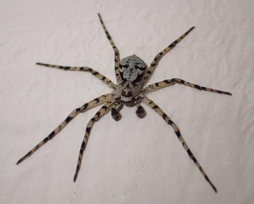 Philodromus margaritatus
